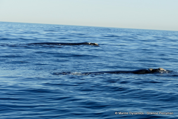 Southern right whale, South Afrcia